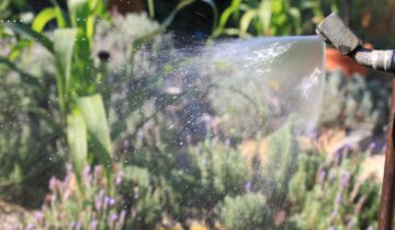 Hortas Perenes: a solução para economizar água no jardim