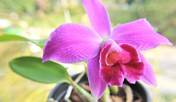 3 coisas que o vendedor nunca diz sobre orquídeas