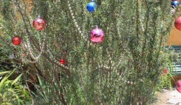 Dica de Decoração: Árvore de Natal de alecrim