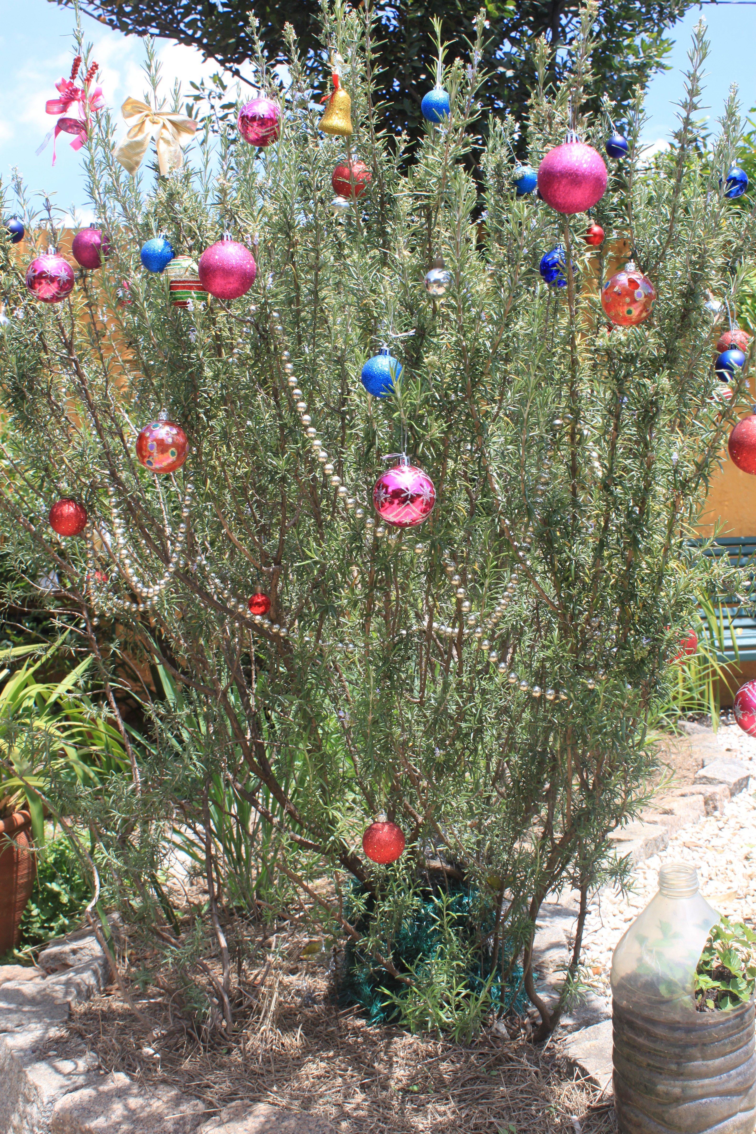 Dica de Decoração: Árvore de Natal de alecrim - Sabor de Fazenda