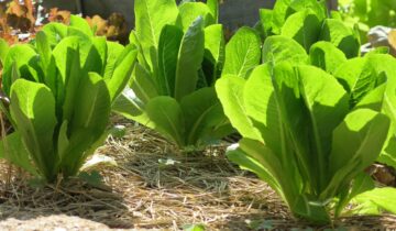 Lançamento: Curso Prático em Jardinagem Orgânica Comestível