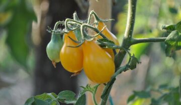 Curiosidades e Cultivo do tomate pera amarelo