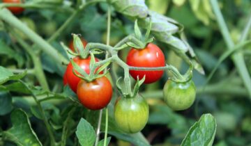 Silvia Jeha dá dicas para plantar tomate em casa