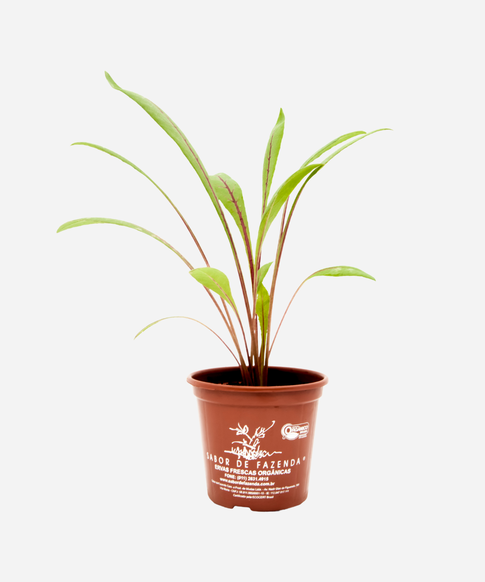 Almeirão Roxo (<em>Lactuca Canadensis</em>) - Imagem 2