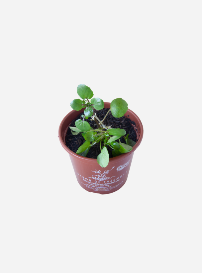 Agrião da Água (<em>Nasturtium officinale</em>)