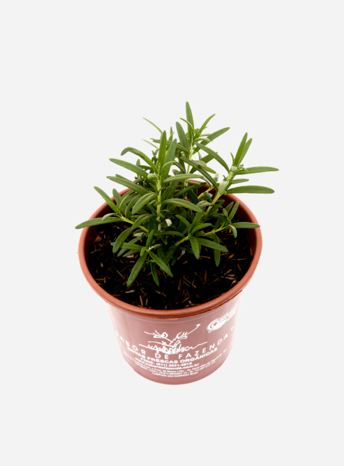 Alecrim Macho (<em>Salvia rosmarinus L.</em>)