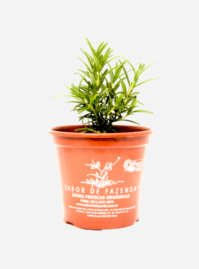 Alecrim Macho (<em>Salvia rosmarinus L.</em>)