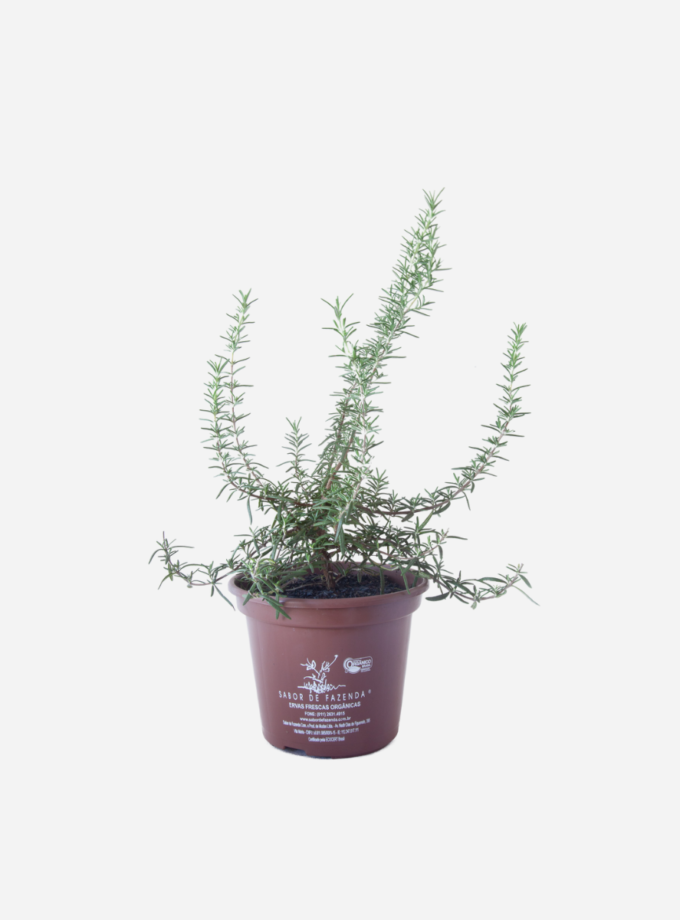 Alecrim Rasteiro (<em>Salvia rosmarinus </em> var. </em>prostratus</em>)