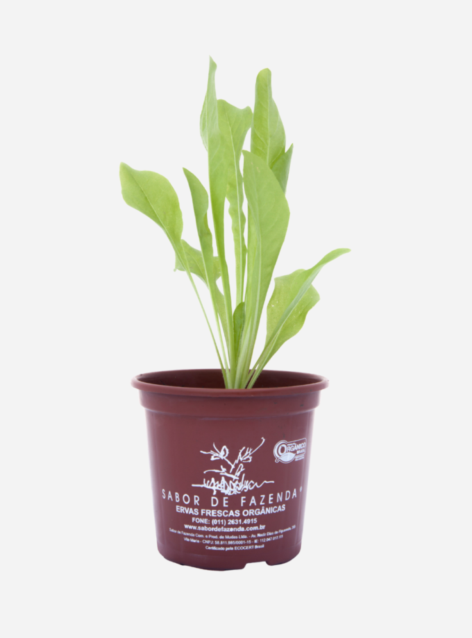 Almeirão (<em>Cichorium intybus</em>)