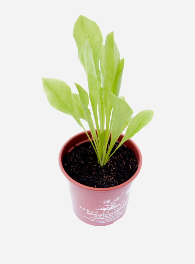 Almeirão (<em>Cichorium intybus</em>)