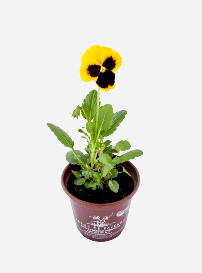 Amor Perfeito (<em>Viola x wittrockiana</em>)