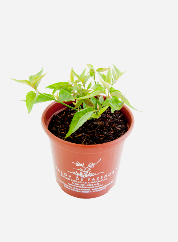 Anador (<em>Dianthera pectoralis</em>)