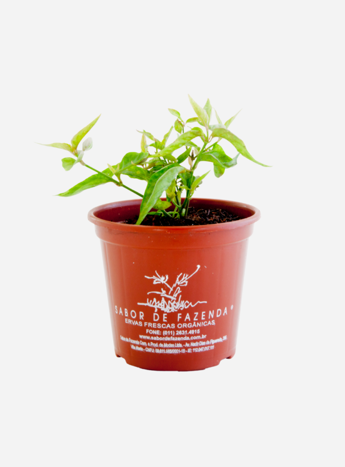 Anador (<em>Dianthera pectoralis</em>)