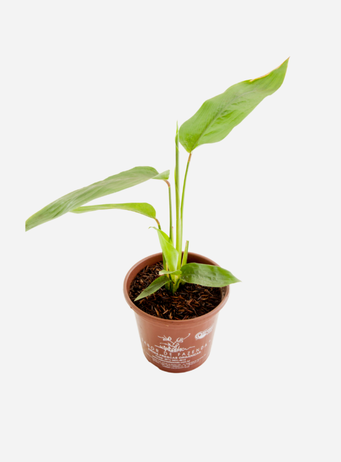 Araruta (<em>Donax canniformis</em>)