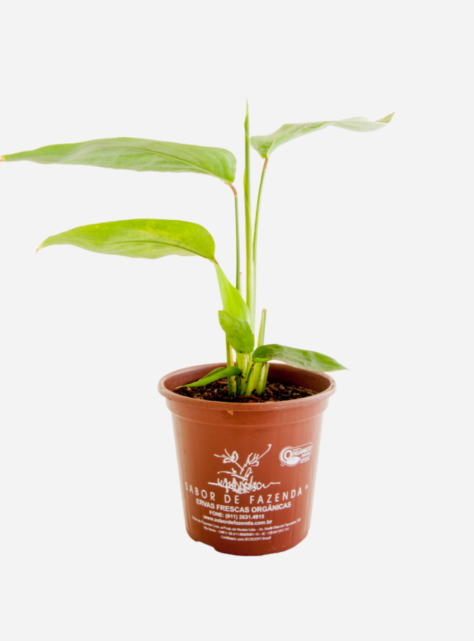 Araruta (<em>Donax canniformis</em>)