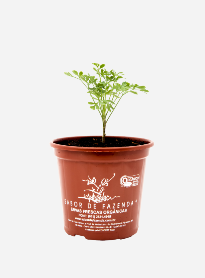 Arruda (<em>Ruta graveolens</em>)