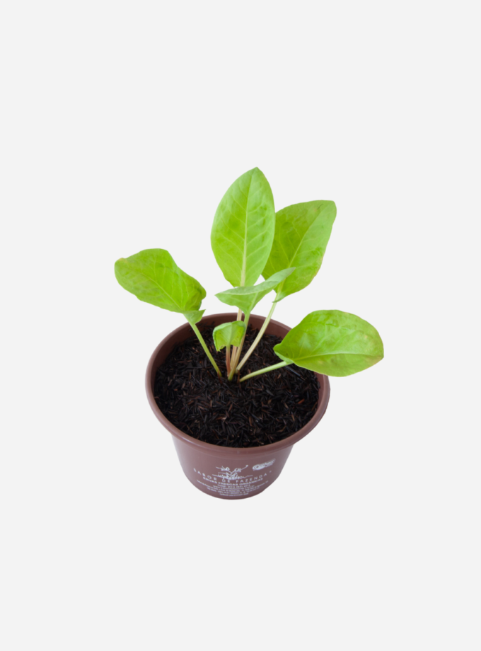 Azedinha do brejo (<em>Rumex acetosa</em>)