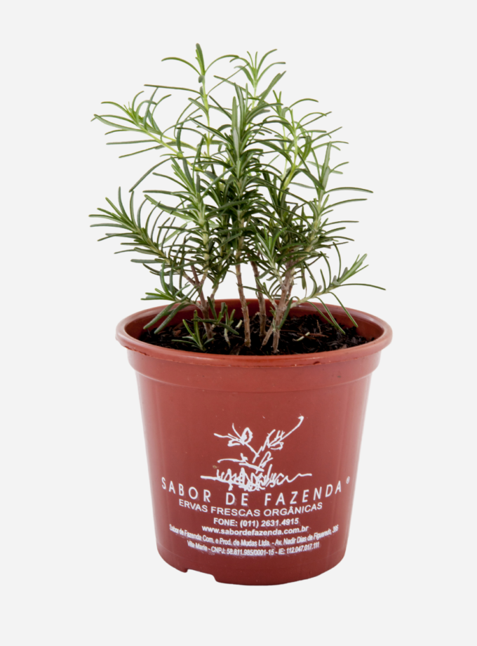 Alecrim (<em>Salvia rosmarinus</em>)