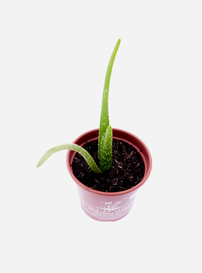 Babosa Aloe Vera (<em>Aloe vera</em>)
