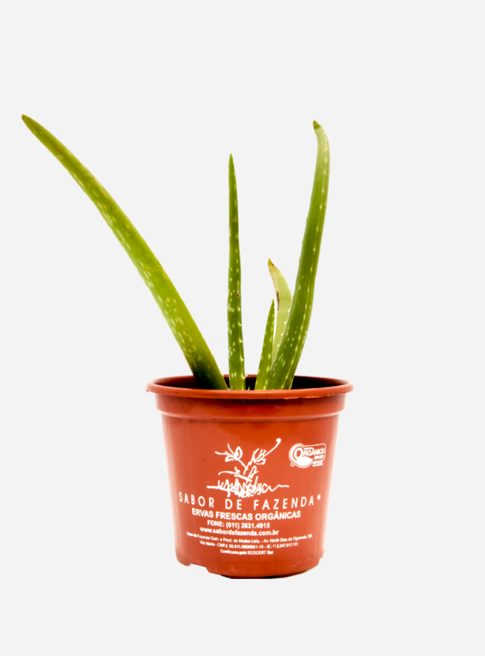 Babosa Aloe Vera (<em>Aloe vera</em>)