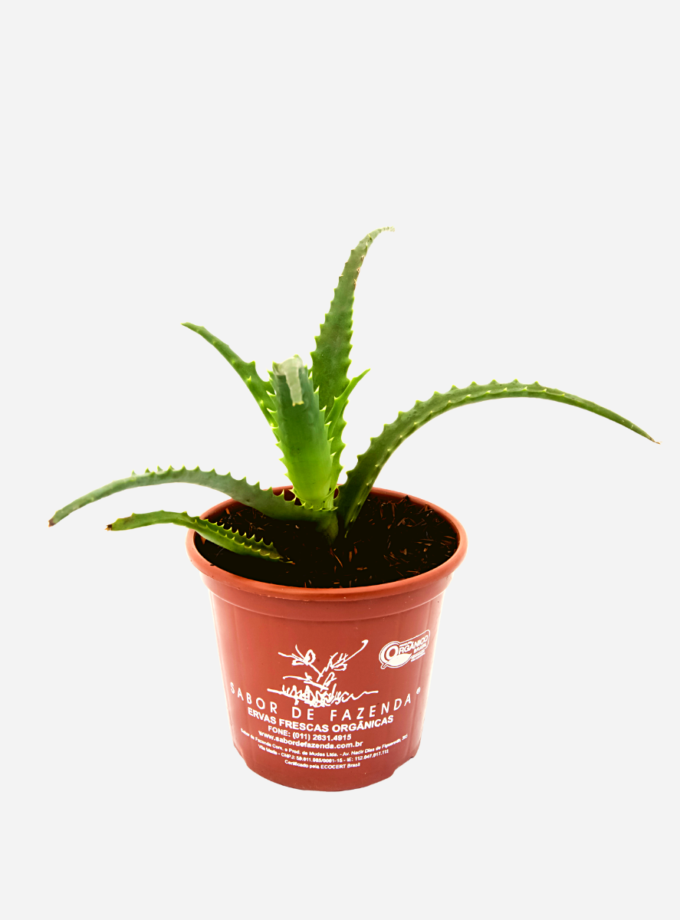 Babosa Arborescens (<em>Aloe arborescens</em>)