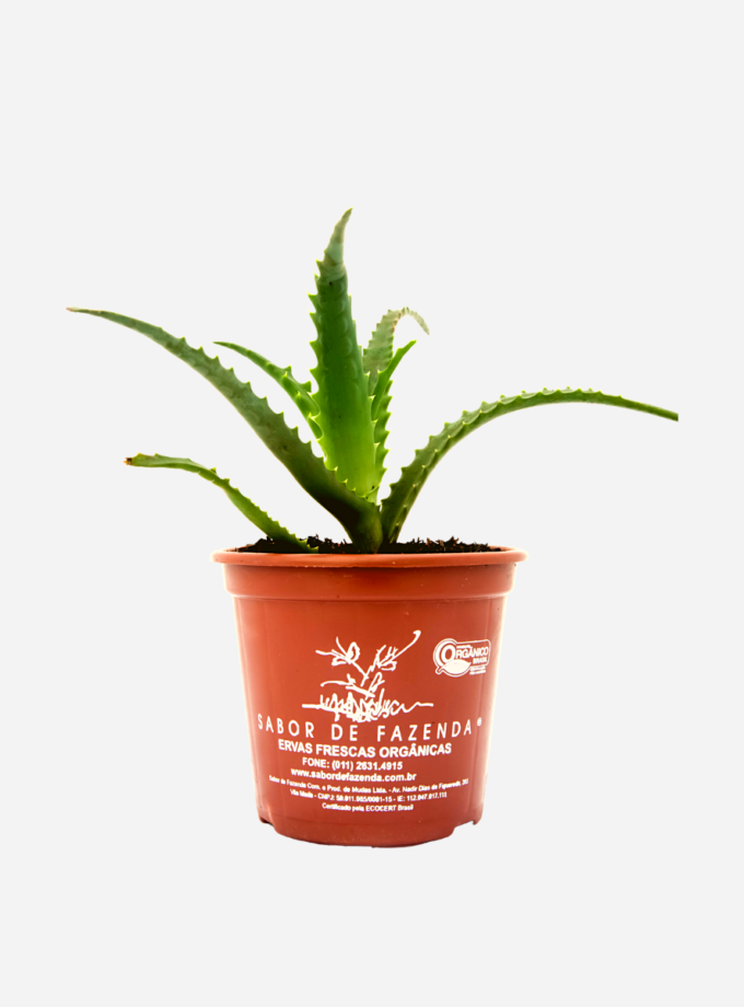 Babosa Arborescens (<em>Aloe arborescens</em>)