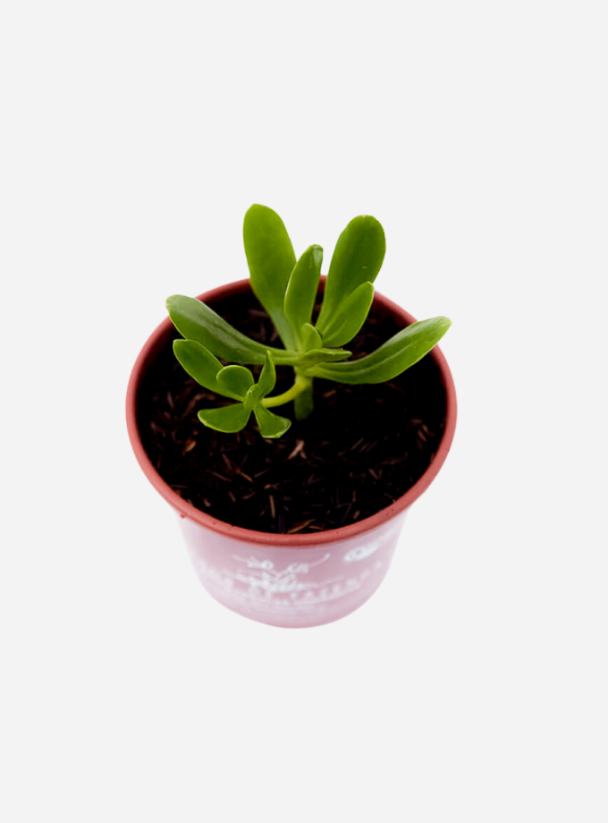 Bálsamo (<em>Sedum praealtum</em>)