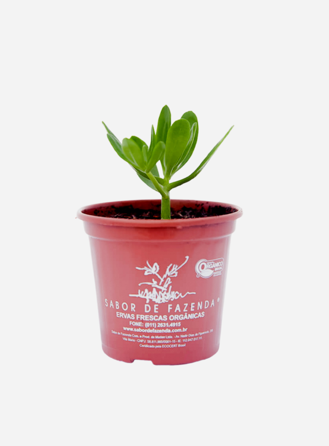 Bálsamo (<em>Sedum praealtum</em>)