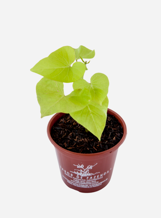 Batata Doce da Folha Dourada (<em>Ipomoea batatas</em> 'Margarita')