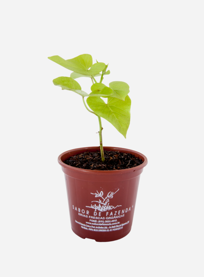 Batata Doce da Folha Dourada (<em>Ipomoea batatas</em> 'Margarita')