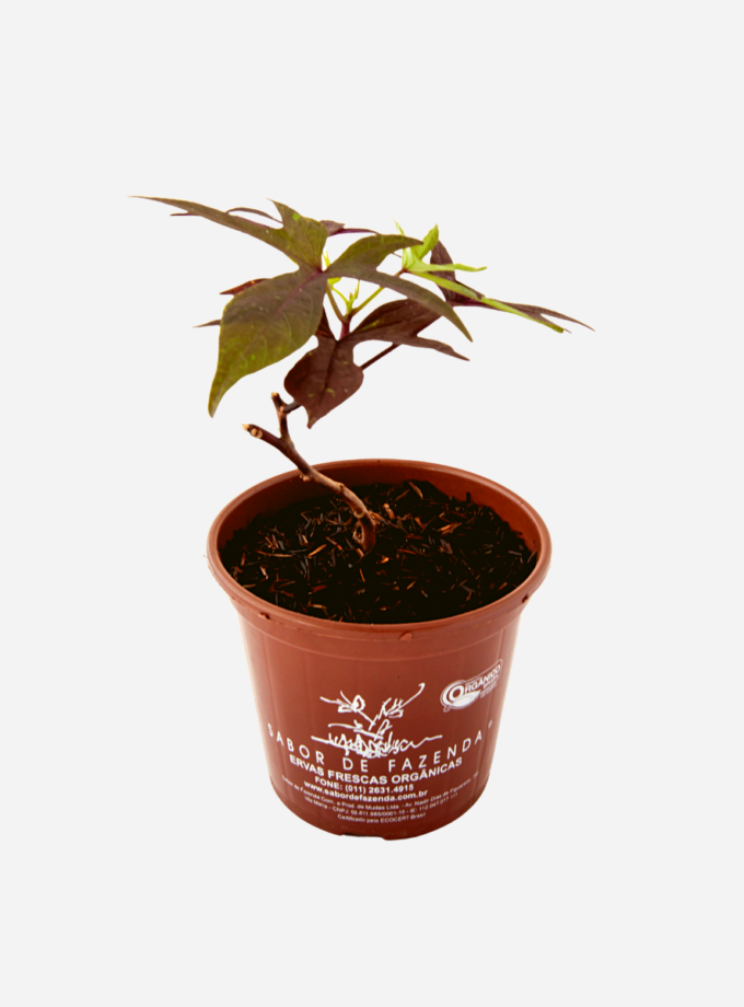 Batata Doce da Folha Roxa (<em>Ipomoea batatas</em>)