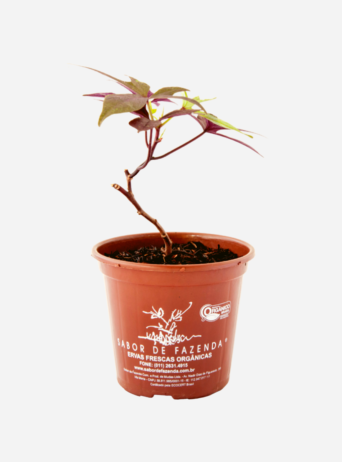 Batata Doce da Folha Roxa (<em>Ipomoea batatas</em>)