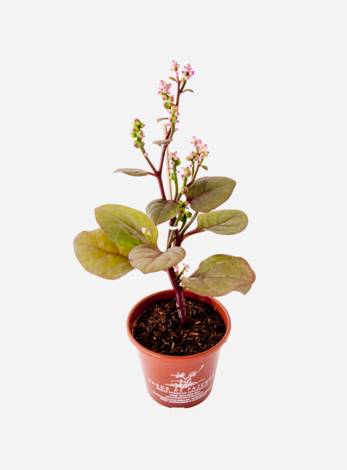 Bertalha Roxa (<em>Basella alba</em>)