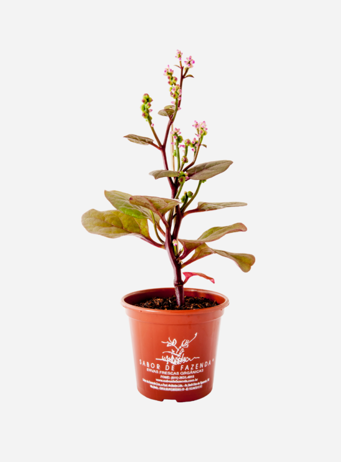 Bertalha Roxa (<em>Basella alba</em>)