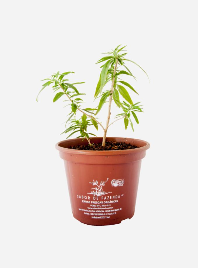 Burrito (<em>Aloysia polystachya</em>)