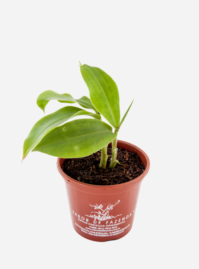 Cana do Brejo (<em>Costus spiralis</em>)