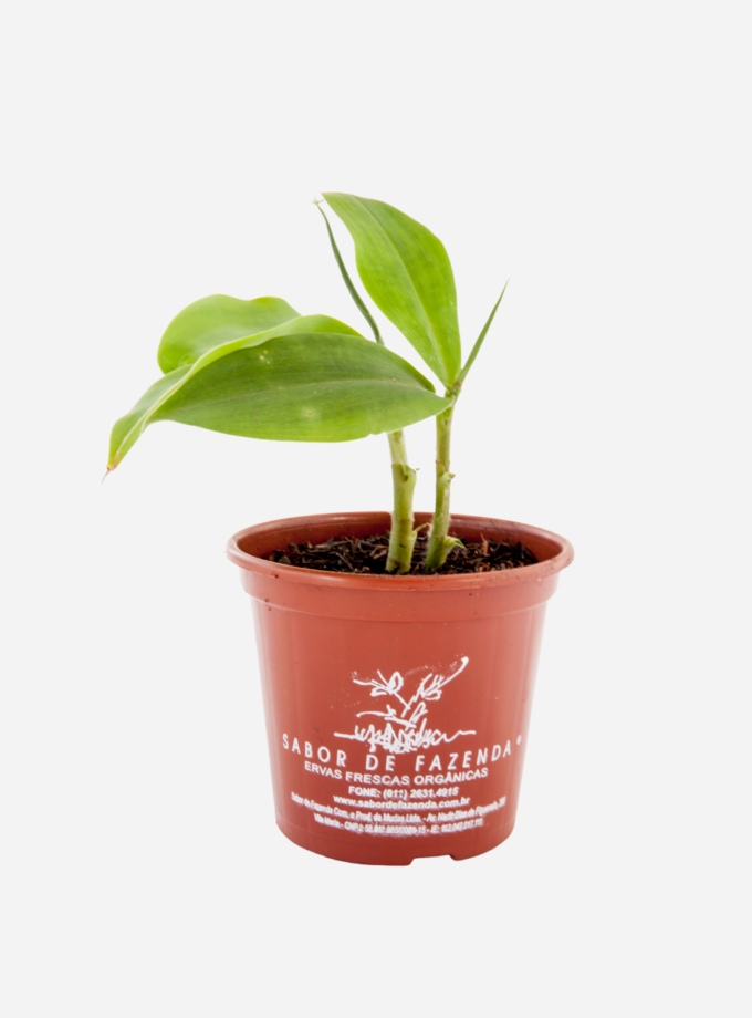 Cana do Brejo (<em>Costus spiralis</em>)