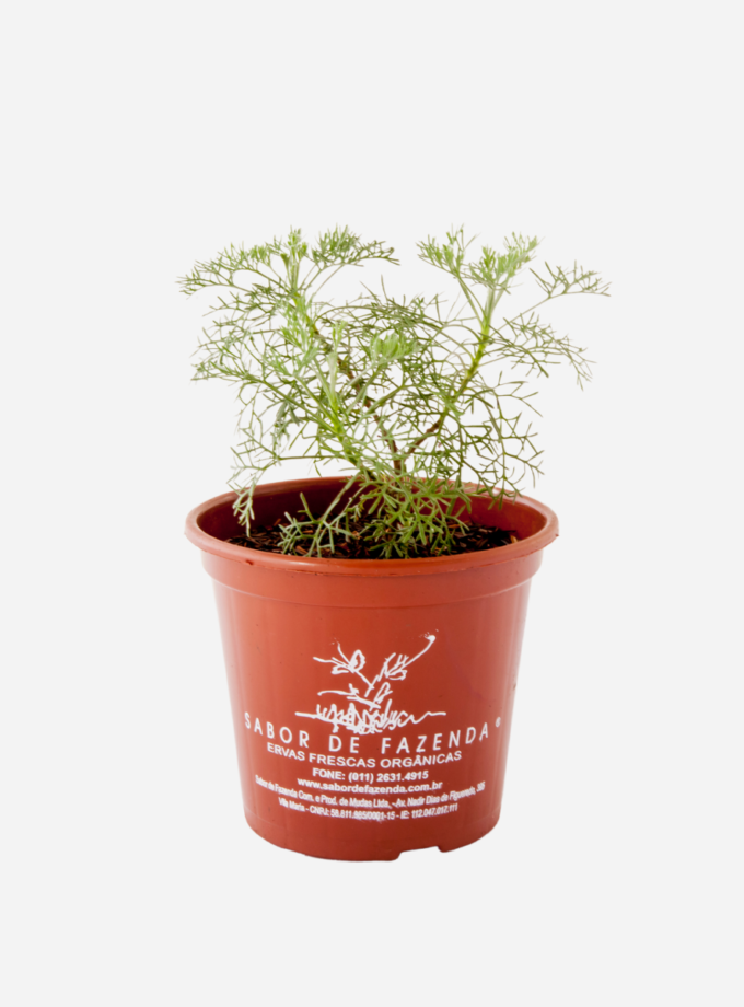 Cânfora (<em>Artemisia alba</em> subsp. <em>alba</em>)