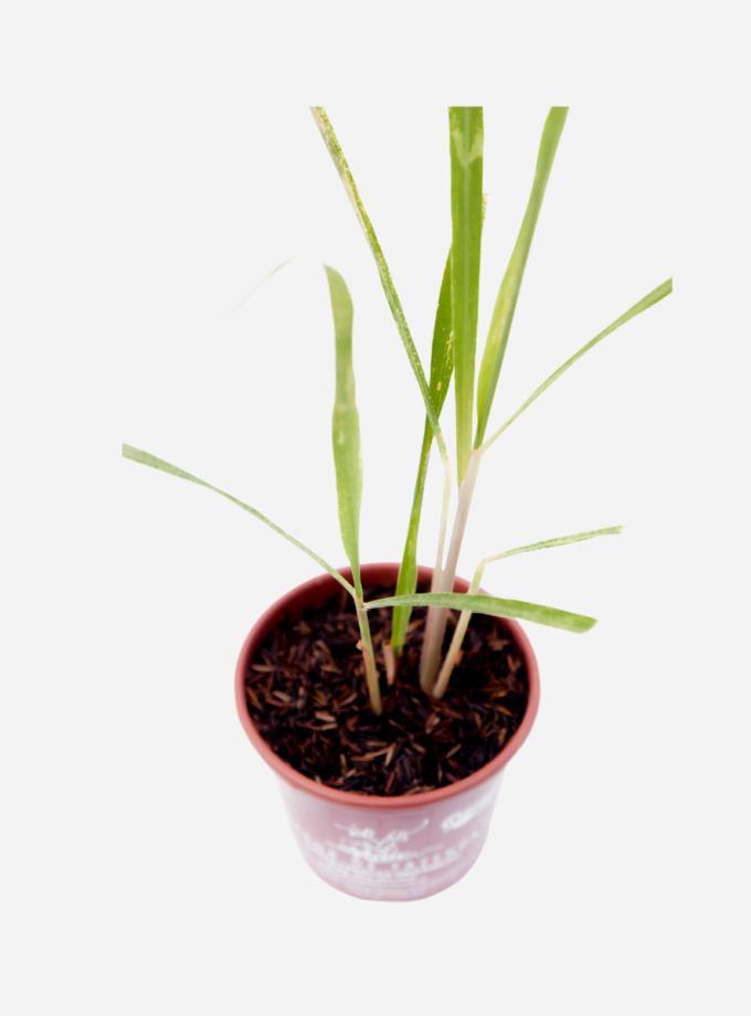 Capim Limão (<em>Cymbopogon citratus</em>)