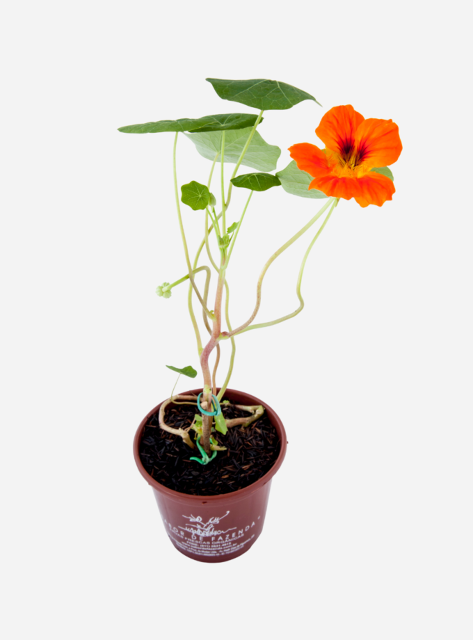 Capuchinha/Chagas (<em>Tropaeolum majus</em>)