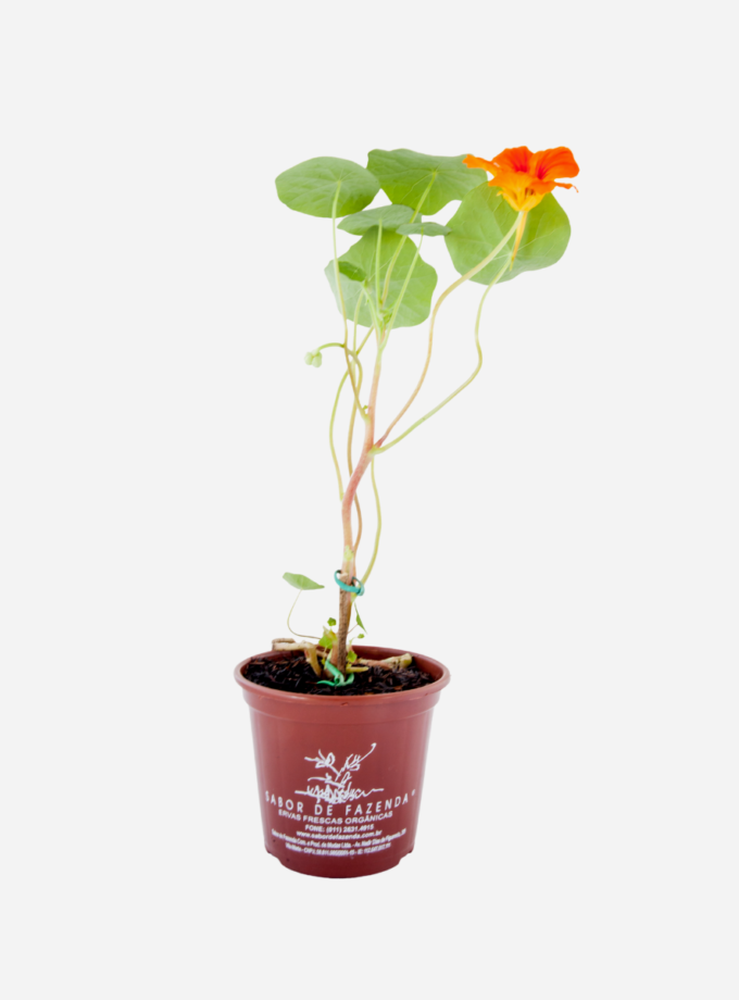 Capuchinha/Chagas (<em>Tropaeolum majus</em>)