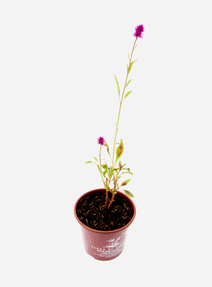 Rabo de Galo - Celósia (<em>Celosia argentea</em>)