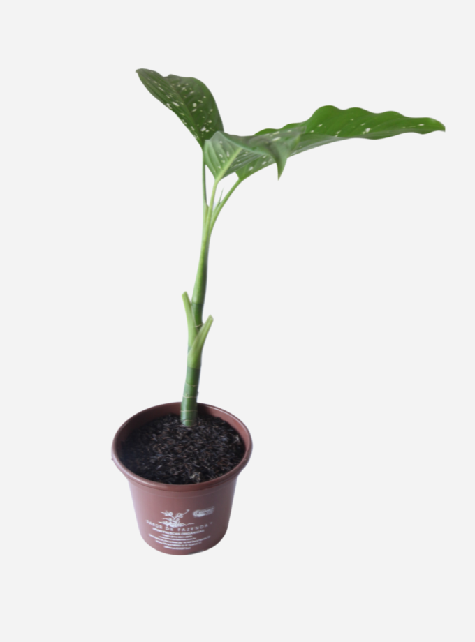 Comigo Ninguém Pode (<em>Dieffenbachia amoena</em>)