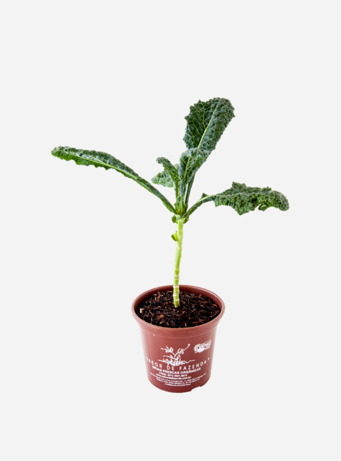 Couve Kale Black (<em>Brassica oleracea</em> var. <em>palmifolia</em>)