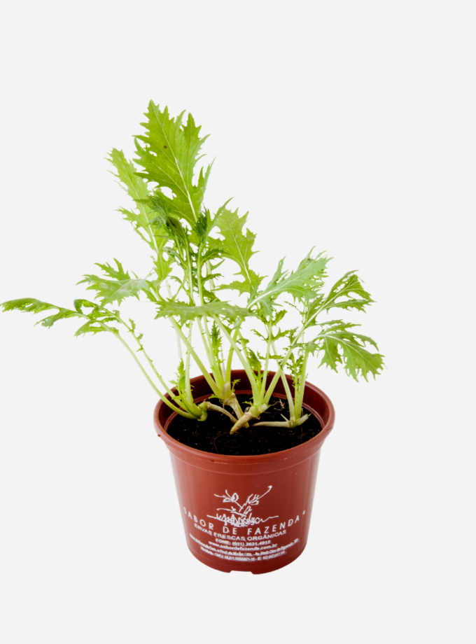 Couve Mizuna (<em>Brassica rapa</em> var. <em>niposinica</em>)