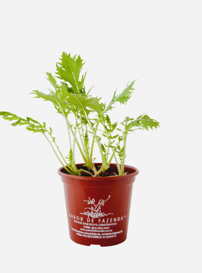 Couve Mizuna (<em>Brassica rapa</em> var. <em>niposinica</em>)