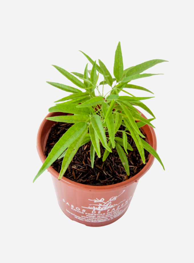 Crajiru (<em>Fridericia chica</em>)