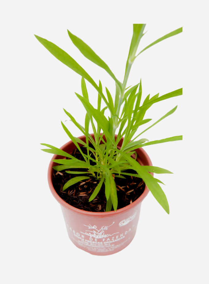 Cravina (<em>Dianthus chinensis</em>)