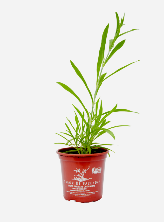 Cravina (<em>Dianthus chinensis</em>)