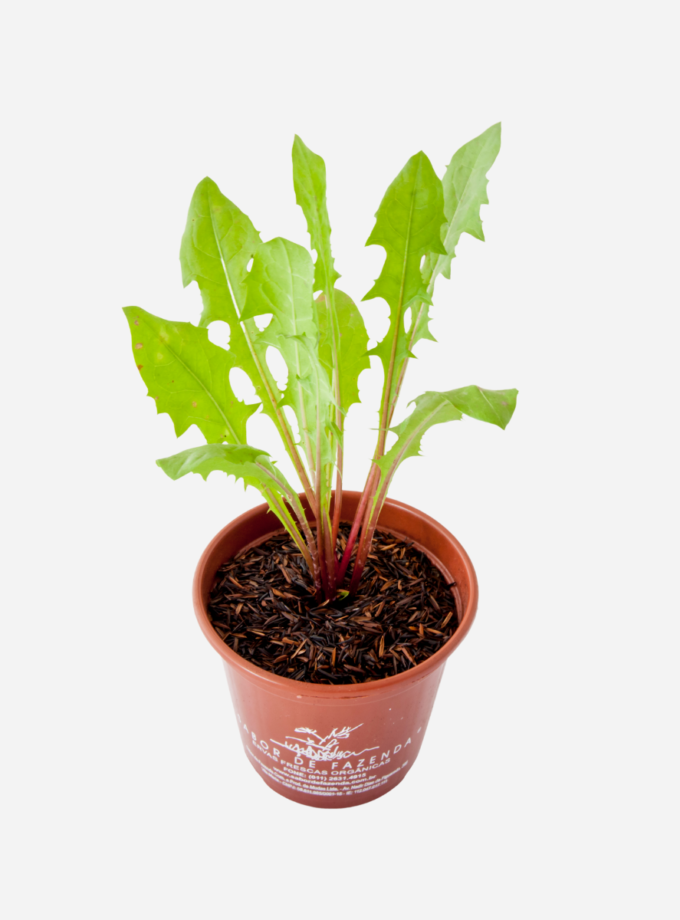 Dente de Leão (<em>Taraxacum officinale</em>)